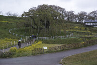 東北行