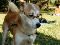 《番外》メガネをかけたお犬様