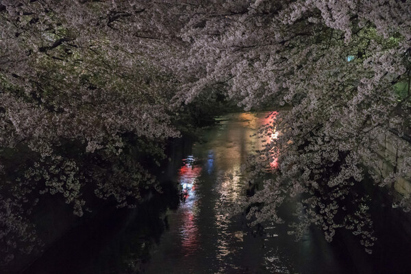 Last夜桜