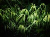葉陰の彩り