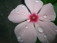 【ザ・ワールド】 花びらの上の水玉の世界