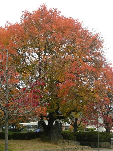 櫂の木の紅葉