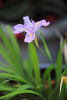 ヒメシャガ。薄紫の小さな花