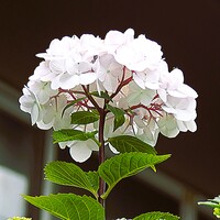 アジサイ　白色