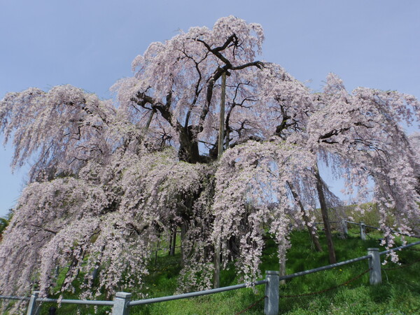 三春滝桜 Q+ML-1