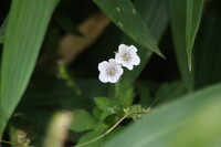 ゲンノショウコ白花