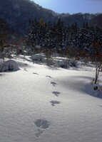 雪ウサギの足跡