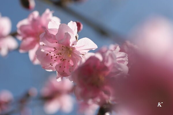 桃の花・ピンク