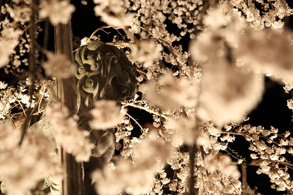 夜桜にひそみて候