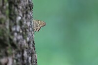 裏山の住人