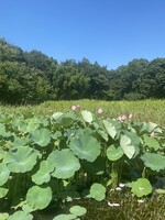 真夏のハス池