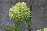 まだ咲いていました。