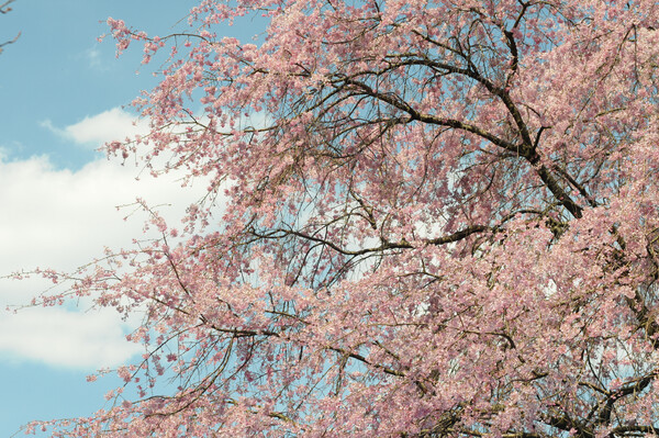 空色と桜色
