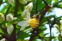 南天の花も。