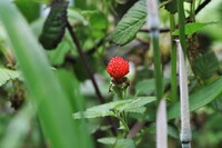裏山で熟した赤い実（その１）