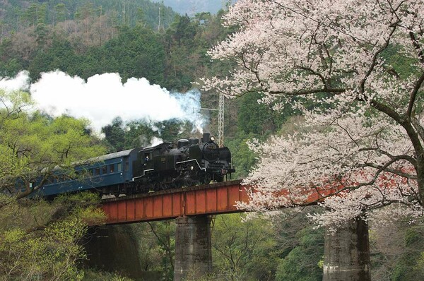 「春」桜に向かって走る