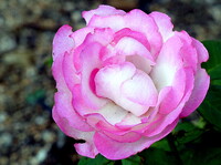 ピンクのバラ 