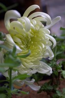 大輪菊の子花