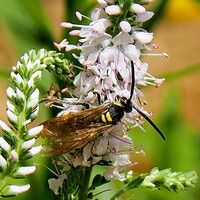 トラノオに留まる蜂