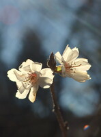 12月30日の桜