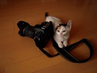 ネコにカメラ