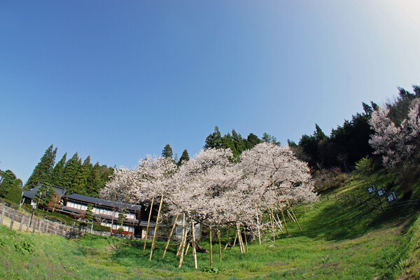 【淡彩】臥龍桜2