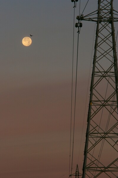 夜明けの満月とカラス