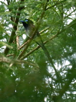 サンコウチョウ