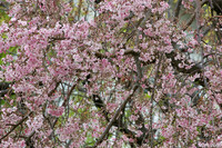 今日の枝垂れ桜