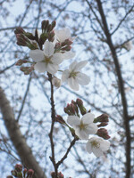 桜透かし見て