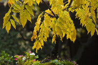 秋【色】盆栽の藤