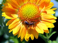 特攻花と蜂