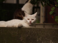 「アンタ、あたいが撮れる？」