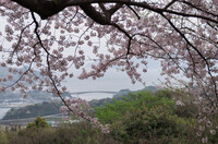 島の桜