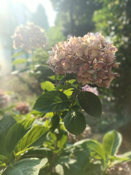 枯れて