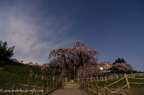 月夜の瀧桜