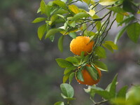 初夏、緑にオレンジ(雨に濡れても)