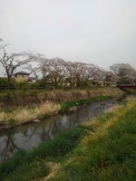 散り始めの桜もある川