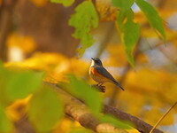 秋色からの彩鳥