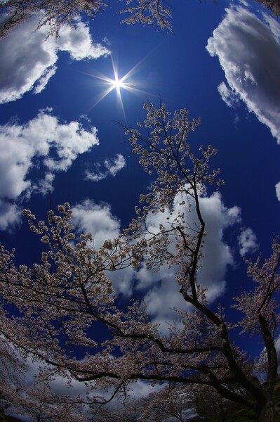 太陽と空の桜