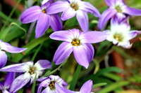 春の紫１