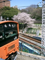 お茶の水駅の桜と中央線旧型車両