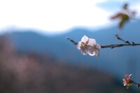 寒桜・・・