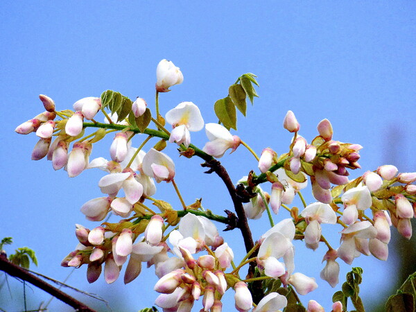 【光】の中の白い花