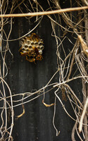 トタン塀のセグロアシナガバチ