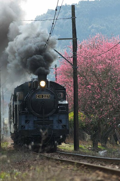 ピンクの桜と蒸気