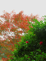 [秋]箱根の紅葉