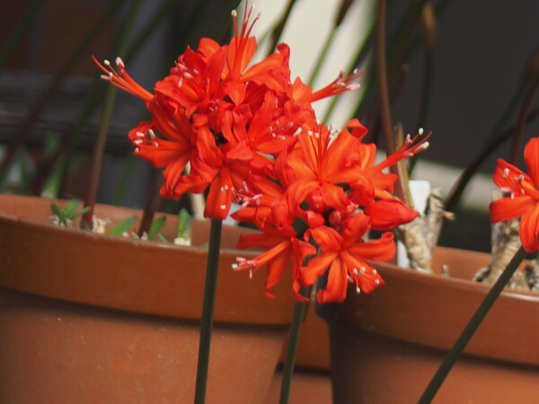 リコリス　赤色