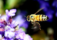 蜜蜂　２（飛翔中）