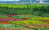橋の見える花畑の風景